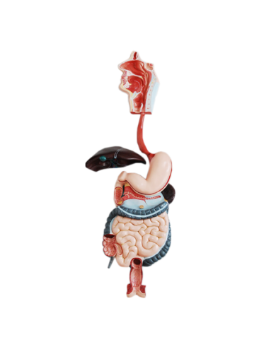 Modelo de sistema digestivo