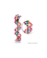 Modelo DNA doble hélice