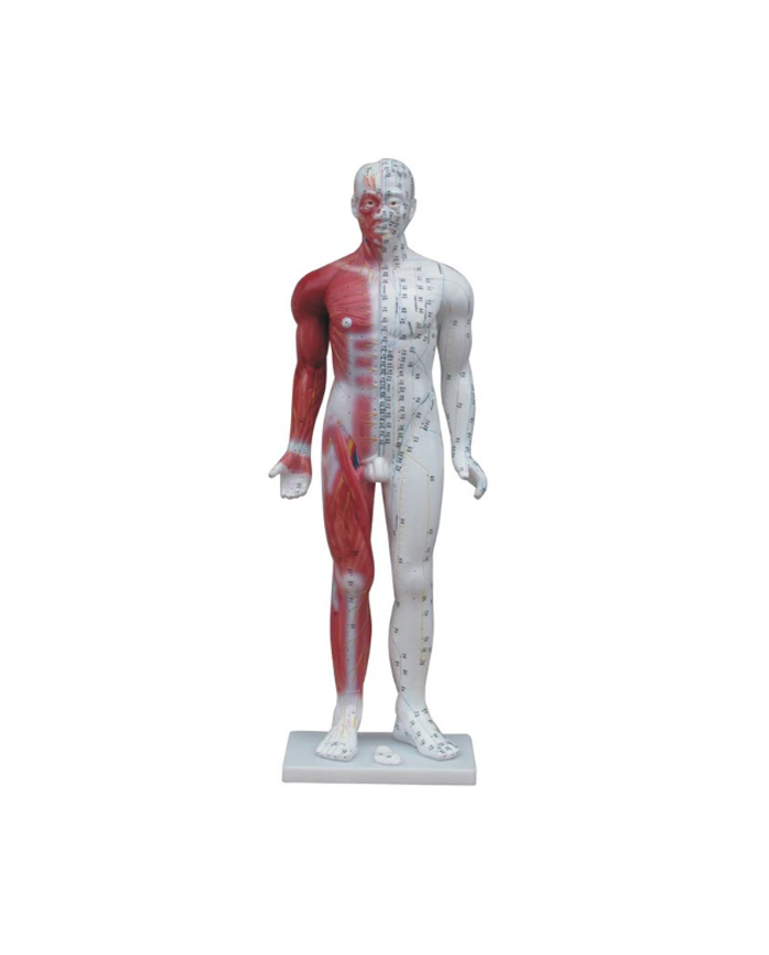 Cuerpo humano con musculos de 84cm de alto